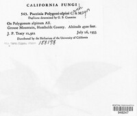 Puccinia polygoni-alpini image